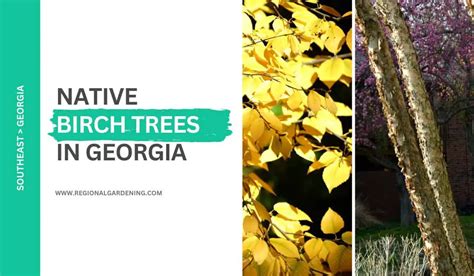 Native Birch Trees In Georgia (Pictures & Identification) - Regional ...