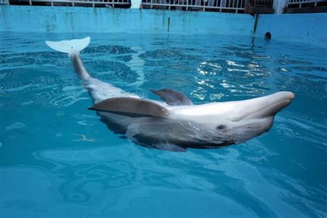 Winter Dolphin Wearing Prosthetic Tail Editorial Stock Photo - Stock ...