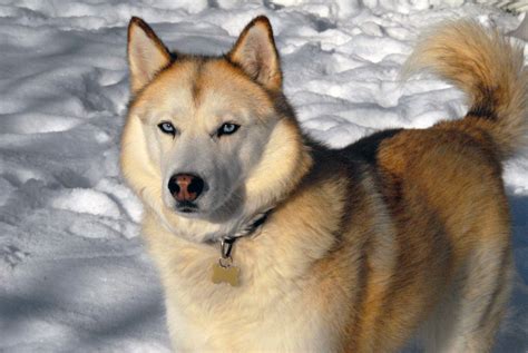 File:Siberian Husky sable.jpg - Wikipedia, the free encyclopedia