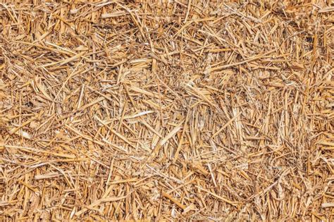 Seamless Texture Hay, Straw Stock Image - Image of gold, crop: 114615105