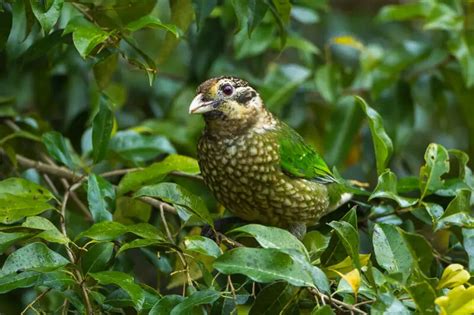 Black-eared catbird - Facts, Diet, Habitat & Pictures on Animalia.bio