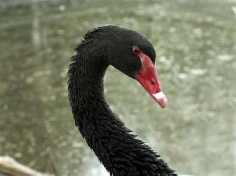 Image result for black swan bird | Black swan bird, Swan, Black swan