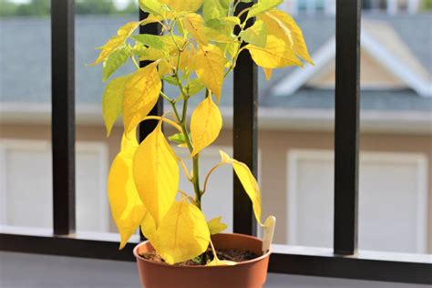 Why Are My Pepper Plants Turning Yellow? - PepperGeek.com