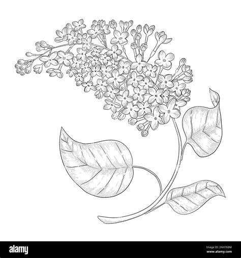 Lilac outline botanical illustration. Line art digitally drawn ...