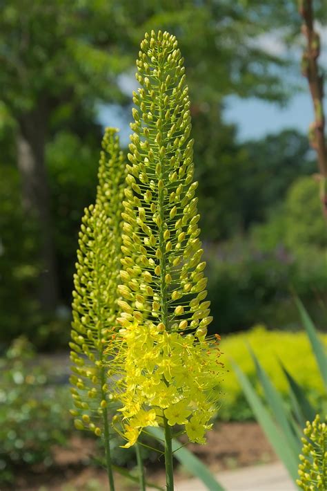 400,000+ Free Steppe Flower & Steppe Images - Pixabay