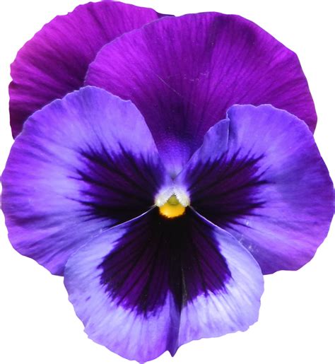 Violet PNG Photos - PNG Mart