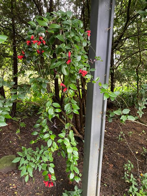 Lipstick Plant Propagation: 2 Simple & Effective Methods