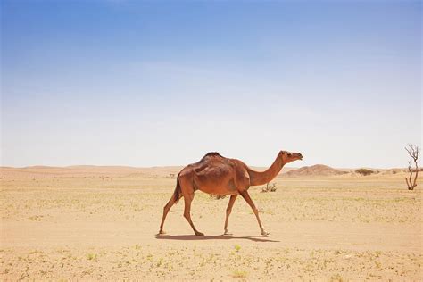 Camel Walking Alone In The Desert by Mlenny