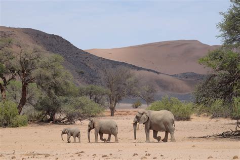 Damaraland Camp - Damaraland - Namibia