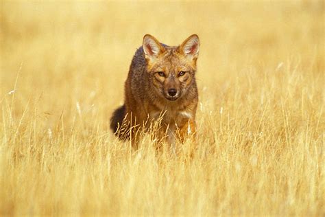 Culpeo Fox, Torres del Paine | Terra Incognita Ecotours