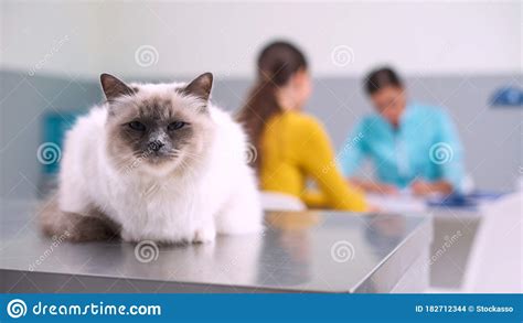 Lovely Cat at the Pet Clinic Stock Photo - Image of healthy ...