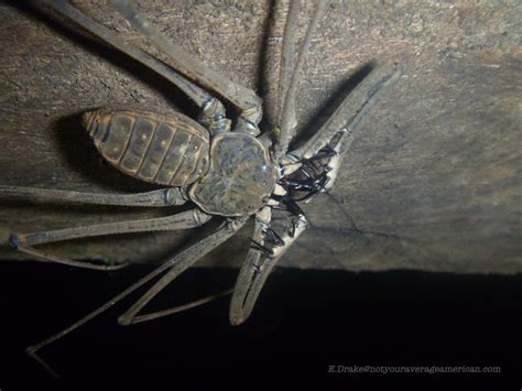 Creepy Crawlies of the Night | Not Your Average American