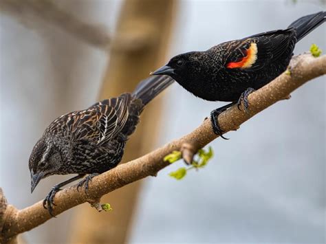 Red-winged Blackbird Migration: A Complete Guide | Birdfact