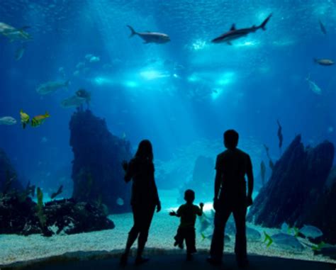 Baltimore Inner Harbor Aquarium Ticket Prices - Aquarium Views