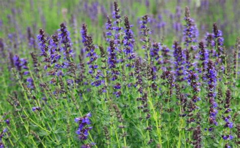 What Is Hyssop In the Bible? - Christianity FAQ