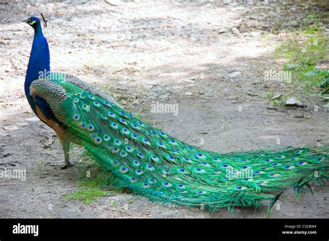 Peacock tail hi-res stock photography and images - Alamy