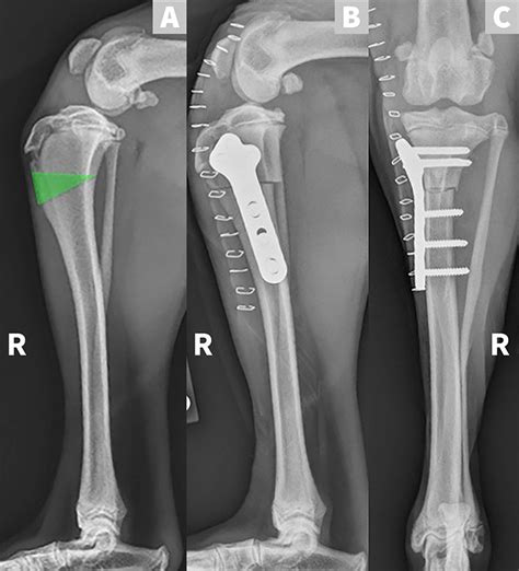 Cranial Cruciate Ligament Dog Radiograph