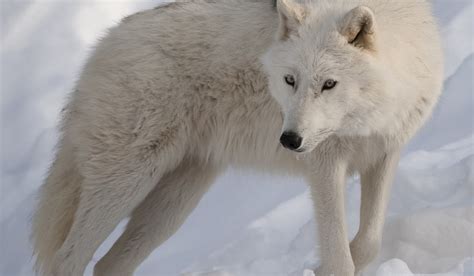 Arctic Wolf