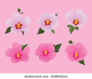 Mugunghwa National Flower Korea Stock Vector (Royalty Free) 2248936163 ...