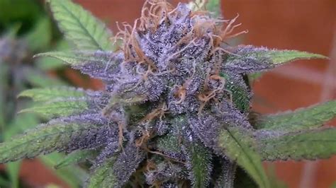 Exotic Purple Weed Strains