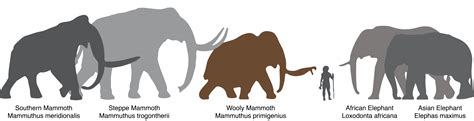 About the Woolly Mammoth