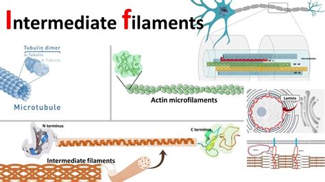 Microfilaments Diagram