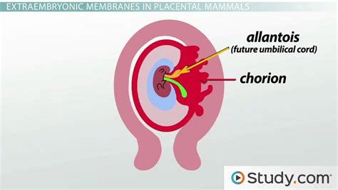 Amnion, Yolk Sac & Placenta | Overview & Functions - Lesson | Study.com