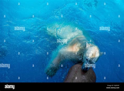 A high angle shot of an adorable white polar bear swimming and playing ...