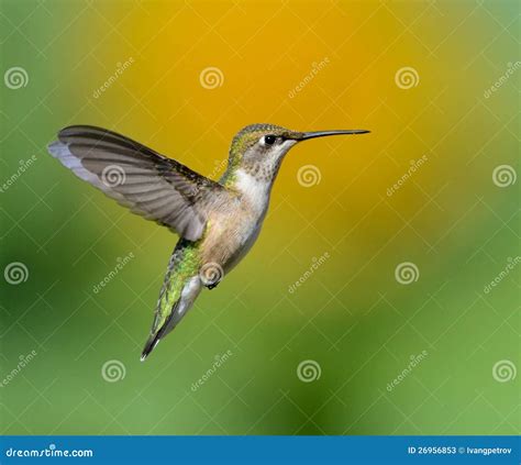 Hummingbird Against a Sunflower Stock Image - Image of urbana ...