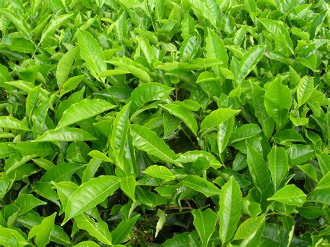 File:Tea plants.jpg - Wikipedia