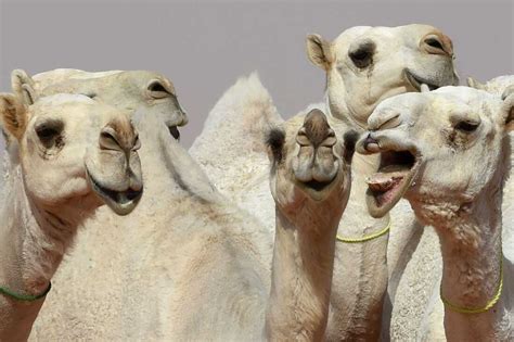 A Dozen Camels Disqualified From Saudi Beauty Pageant Over Botox ...