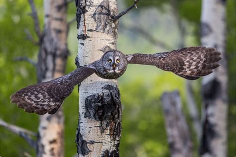 Wildlife Watching In Jasper National Park • Travel Tips