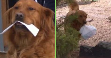 WATCH: Golden Retriever Delivers Groceries To His Neighbor