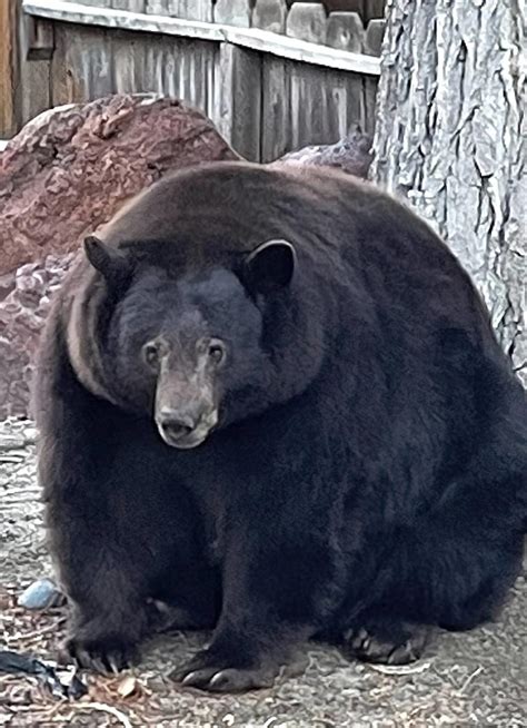 California bear, cubs are being moved out of South Lake Tahoe after spree of break-ins