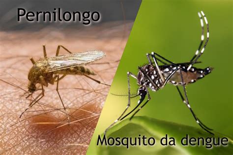 O Mosquito Da Dengue E Parasita - Image to u