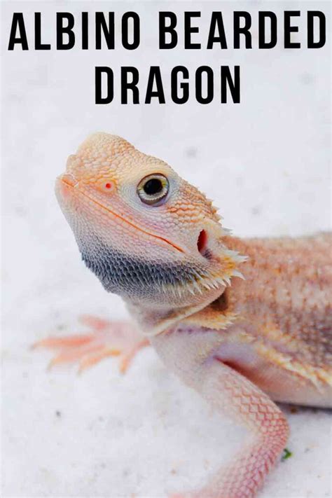 Albino Bearded Dragon - Does An Albino Morph Exist?