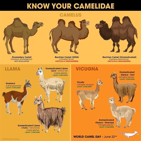 #worldcamelday #knowyourcamelidae #peppermintnarwhal | Nature animals, Animal facts, Camel