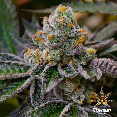 Cookie Dough (Flavour Chasers) :: Cannabis Strain Info