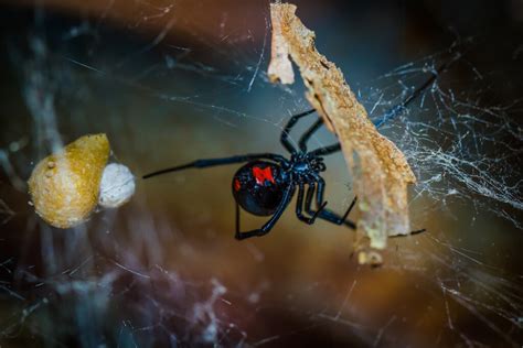 Spiders in Florida Series – Red Widow - Drive-Bye Pest Exterminators