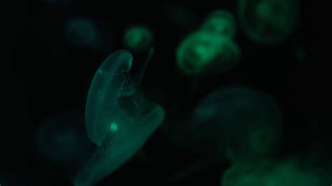 Fluorescent Jellyfish Swimming In Aquarium Stock Footage SBV-348523221 ...