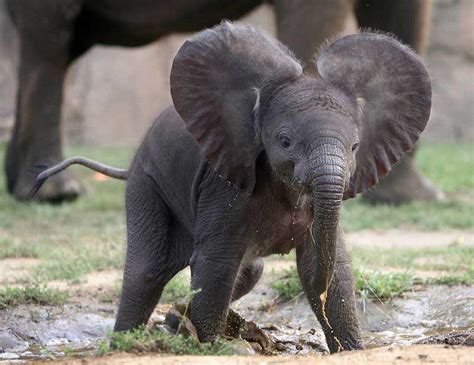 The 35 Cutest Baby Elephants You Will See Today » TwistedSifter