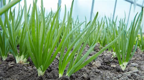 Greatest Growing Green Onions Tips - Blooming Anomaly