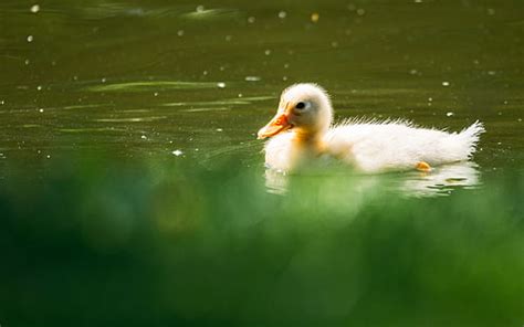 HD wallpaper: Ducklings Duck Bird HD, animals | Wallpaper Flare