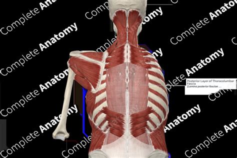 Posterior Layer of Thoracolumbar Fascia | Complete Anatomy