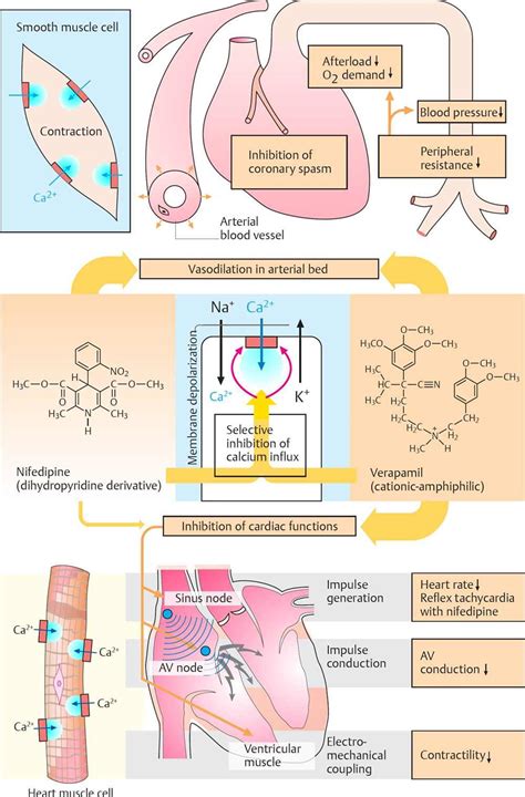 Antihypertensive Drugs - Pharmacology - An Illustrated Review