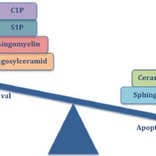 The balance between sphingolipids determines the cell fate mechanism... | Download Scientific ...