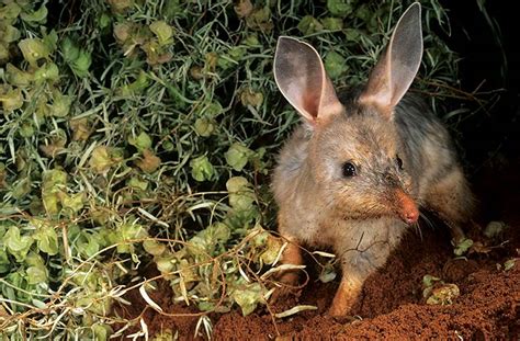 Greater bilby - Australian Conservation Foundation