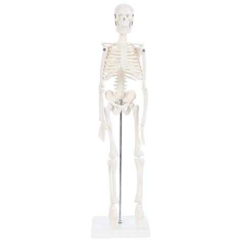 Buy Anatomy Lab Human Skeleton Model, 19" Desktop Skeleton Has Movable ...