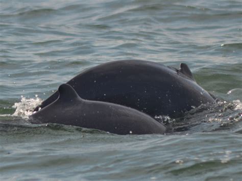 Protection of Cambodia’s coastal Irrawaddy dolphin through research ...