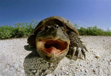 Funny Snapping Turtle | Funny Animals